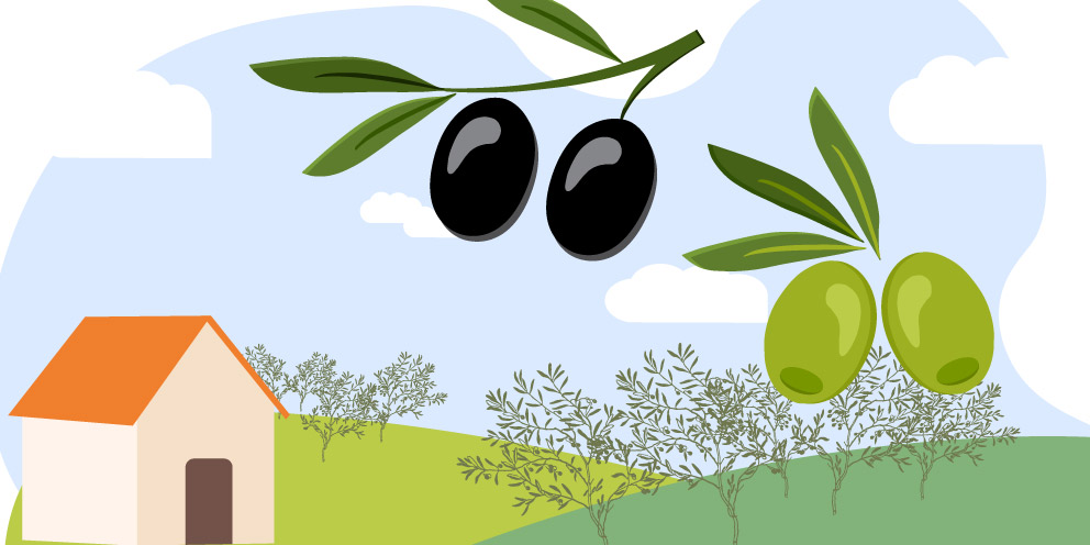 Il paradosso dell'olio d'oliva: prodotto sostenibile, comunicazione acerba